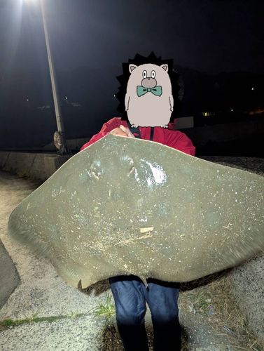 ツバクロエイの釣果