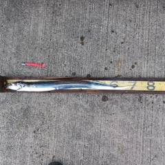 タチウオの釣果
