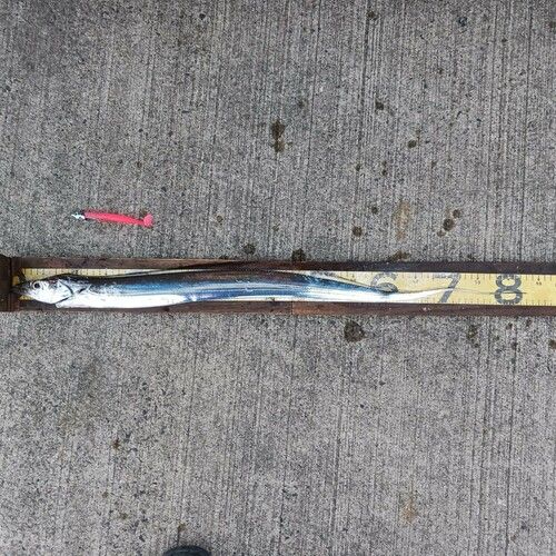 タチウオの釣果