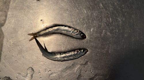 カタクチイワシの釣果