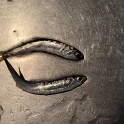 カタクチイワシ