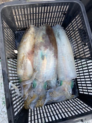 アオリイカの釣果