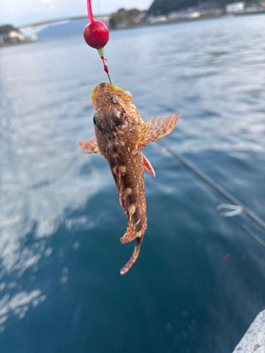 アラカブの釣果