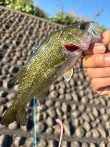 ラージマウスバスの釣果
