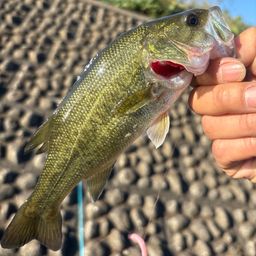 ラージマウスバス