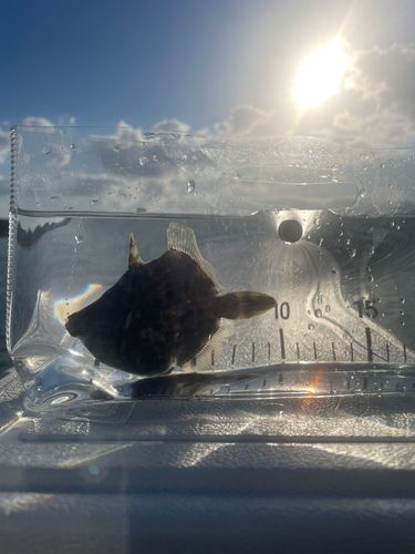 カワハギの釣果