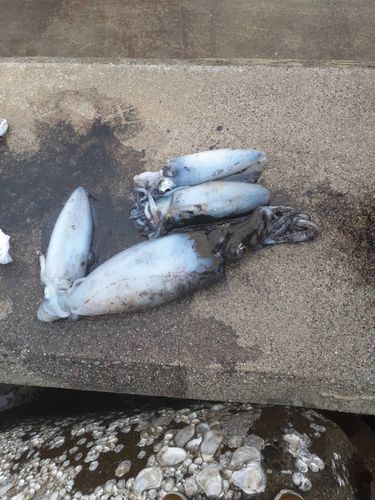 アオリイカの釣果