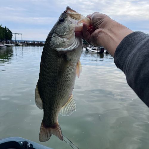 ラージマウスバスの釣果