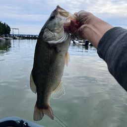 ラージマウスバス