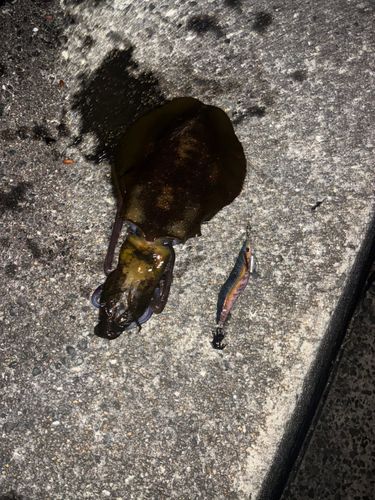 アオリイカの釣果