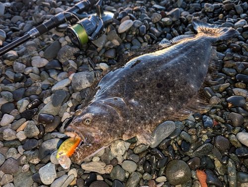 ヒラメの釣果