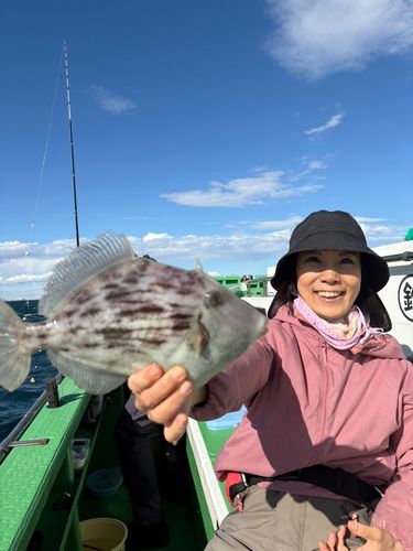 カワハギの釣果