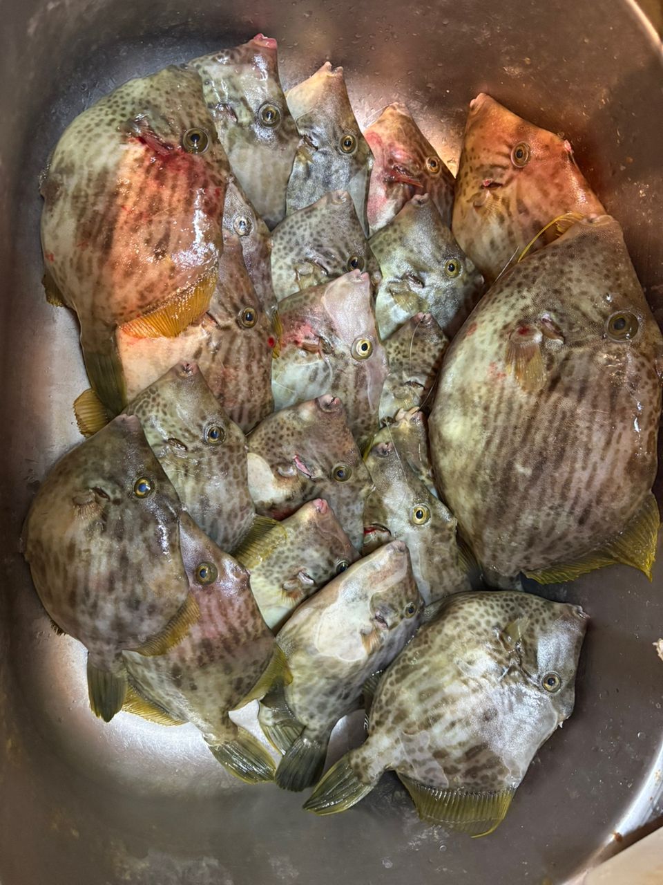 あつんどさんの釣果 3枚目の画像