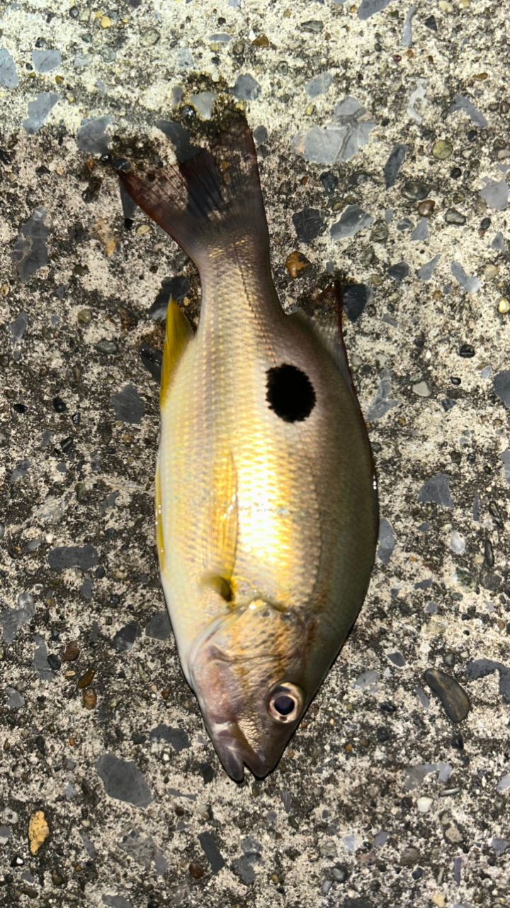 クロホシフエダイ