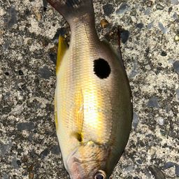 クロホシフエダイ