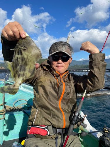 カワハギの釣果