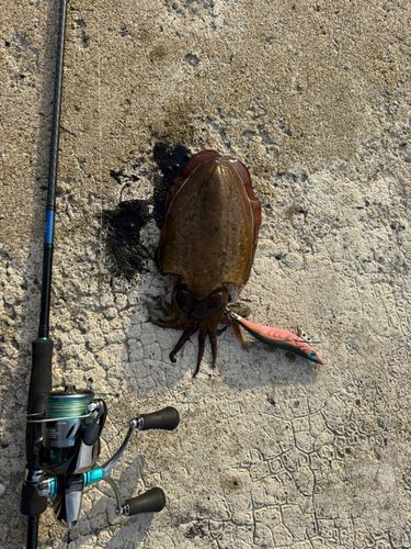 コウイカの釣果
