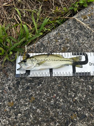 淀川神崎川合流