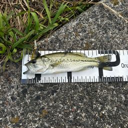 ラージマウスバス