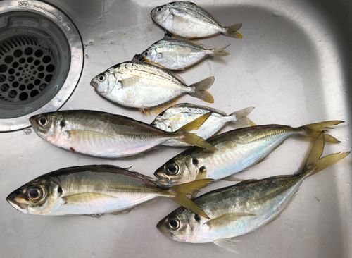 アジの釣果