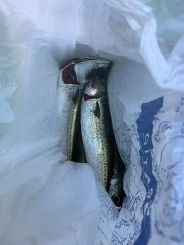 サバの釣果