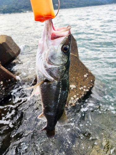 フッコ（マルスズキ）の釣果