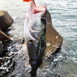 フッコ（マルスズキ）