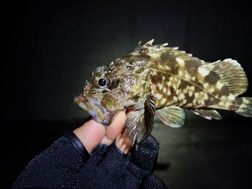 常滑りんくう釣り護岸