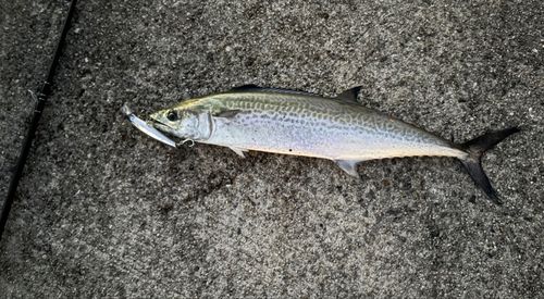 南芦屋浜ベランダ