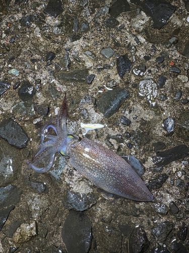 マメイカの釣果