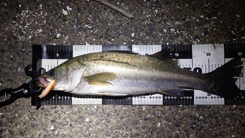 養老川臨海公園