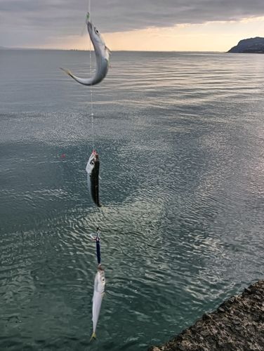サバの釣果