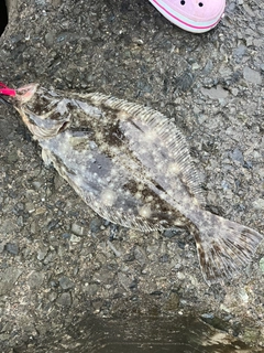 ヒラメの釣果