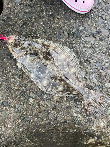ヒラメの釣果