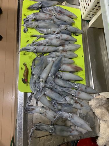 マメイカの釣果