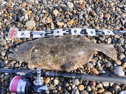 ヒラメの釣果