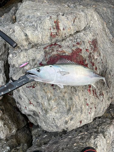 ハガツオの釣果