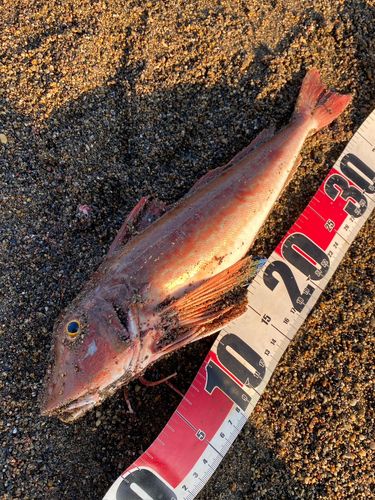 ホウボウの釣果