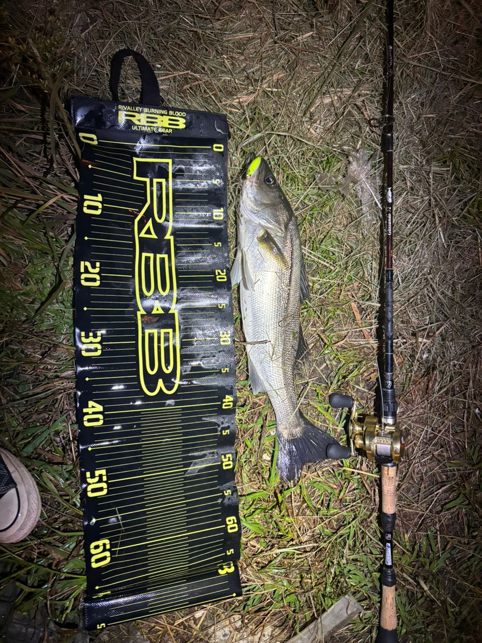 フッコ（マルスズキ）