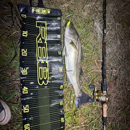 フッコ（マルスズキ）