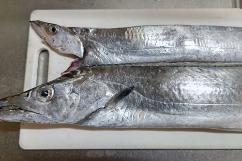 タチウオの釣果