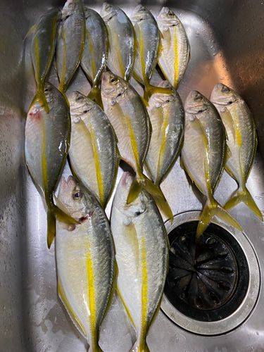 シマアジの釣果