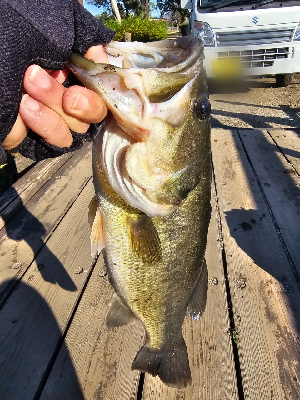 LEGIT DESIGN ワイルドサイド ヴァリアント モデルの最安値・インプレ