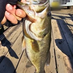 ラージマウスバス