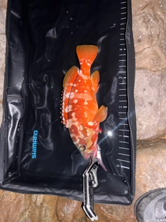 アカハタの釣果