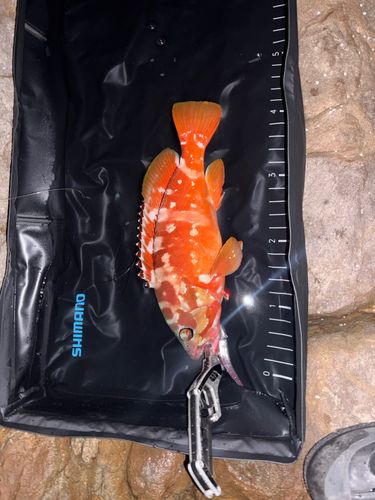 アカハタの釣果