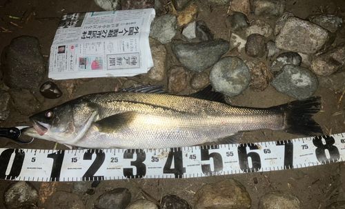 セイゴ（マルスズキ）の釣果