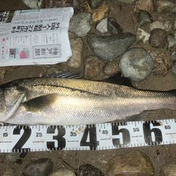 セイゴ（マルスズキ）