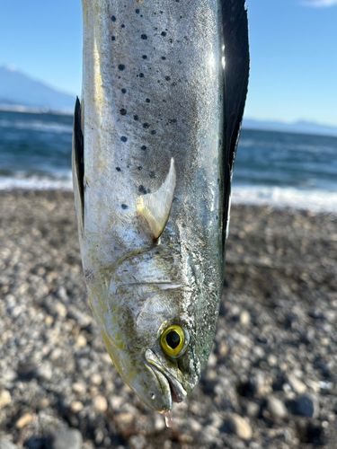 シイラの釣果