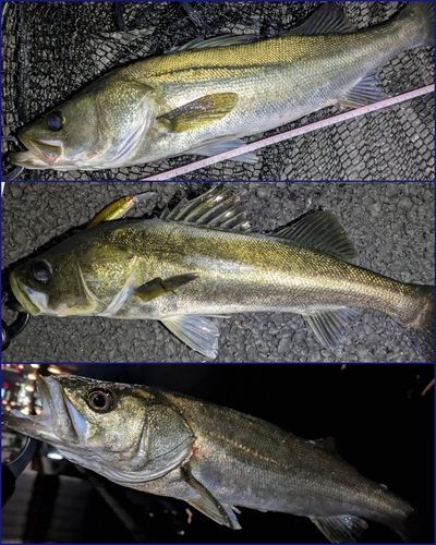 シーバスの釣果